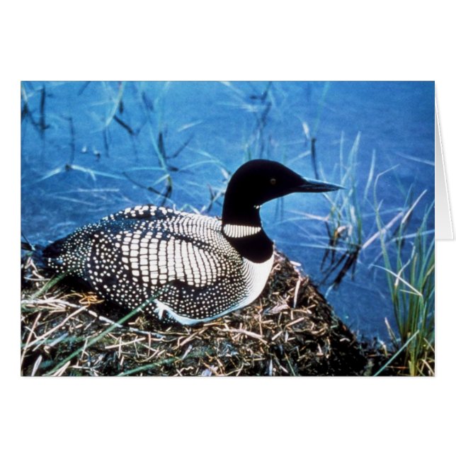 Common Loon on Nest (Voorkant Horizontaal)
