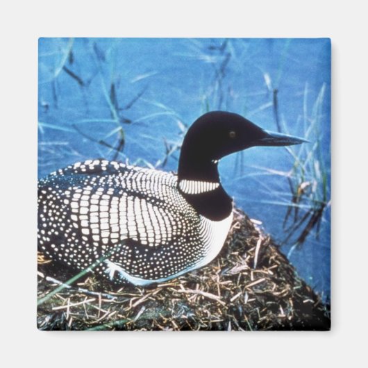 Common Loon on Nest Magneet (Voorkant)