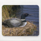 Common Loon on nest Muismat (Voorkant)