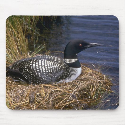 Common Loon on nest Muismat (Voorkant)
