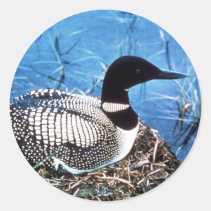 Common Loon on Nest Ronde Sticker