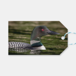 Common Loon on op Jabe Pond Cadeaulabel