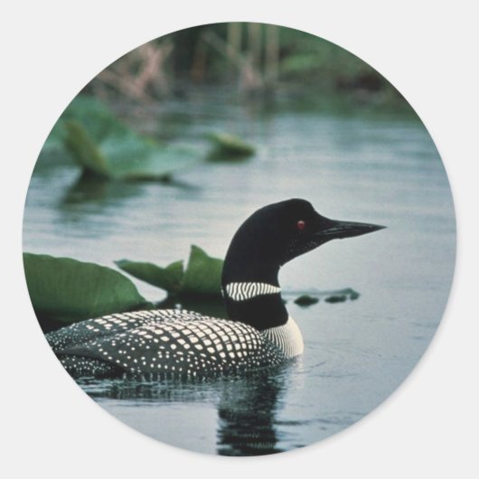 Common Loon on Water Ronde Sticker (Voorkant)