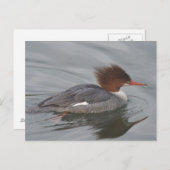 Common Merganser Briefkaart (Voorkant / Achterkant)