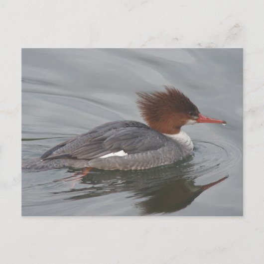 Common Merganser Briefkaart (Voorkant)
