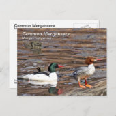 Common Merganser Briefkaart (Voorkant / Achterkant)