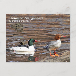 Common Merganser Briefkaart