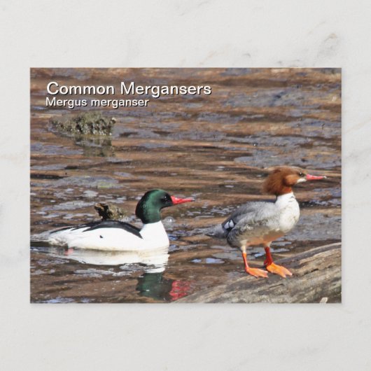 Common Merganser Briefkaart (Voorkant)