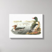 Common Merganser door Audubon Canvas Afdruk (Voorkant)
