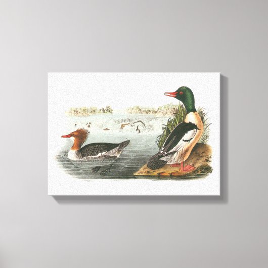 Common Merganser door Audubon Canvas Afdruk (Voorkant)