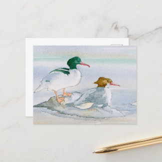Common Merganser Goosander Bird Duck Briefkaart