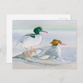 Common Merganser Goosander Bird Duck Briefkaart (Voorkant / Achterkant)