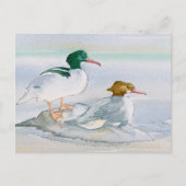 Common Merganser Goosander Bird Duck Briefkaart (Voorkant)