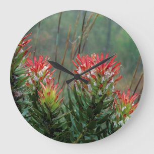 Common Mimetes (Mimetes Cucullatus) Grote Klok