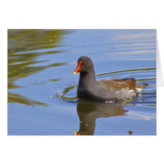 Common Moorhen (Voorkant Horizontaal)