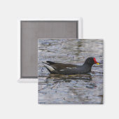 Common moorhen magneet (Voorkant / Achterkant)
