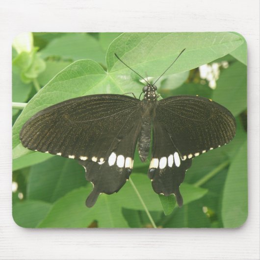 Common Mormon Butterfly Mousepad Muismat (Voorkant)