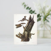 Common or Southern Flying Squirrel of The Assapan Briefkaart (Staand voorkant)