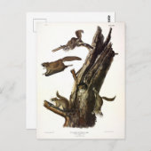 Common or Southern Flying Squirrel of The Assapan Briefkaart (Voorkant / Achterkant)