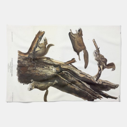 Common or Southern Flying Squirrel of The Assapan Theedoek (Horizontaal)