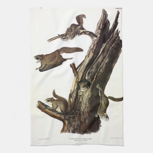 Common or Southern Flying Squirrel of The Assapan Theedoek (Verticaal)