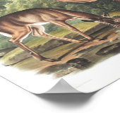 Common or Virgian Deer American Fauna Poster (Hoek)