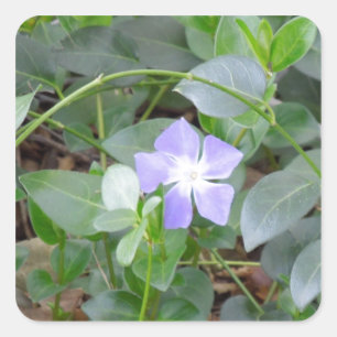 Common Periwinkle, Vinca Minor, op de weg Vierkante Sticker