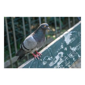 Common Pigeon Perched on a Wooden Bench in the Par Foto Afdruk
