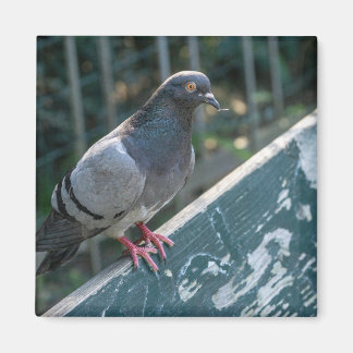 Common Pigeon Perched on a Wooden Bench in the Par Magneet