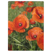 Common Poppies  Klembord (Achterkant)
