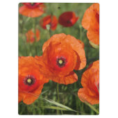 Common Poppies  Klembord (Achterkant)