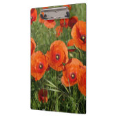 Common Poppies  Klembord (Links)