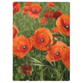 Common Poppies  Klembord (Achterkant)