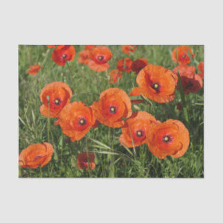 Common Poppies  Tissuepapier