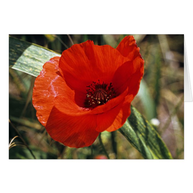 Common Poppy (Voorkant Horizontaal)