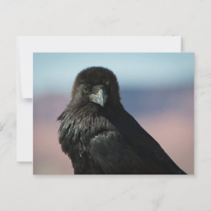 Common Raven Briefkaart