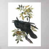 Common Raven by Audubon Poster (Voorkant)