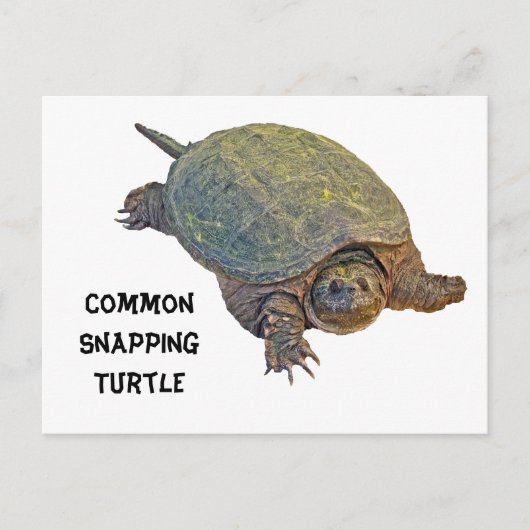Common Snapping Turtle - Chelydra serpentina Briefkaart (Voorkant)