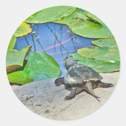 Common Snapping Turtle - Chelydra serpentina Ronde Sticker (Voorkant)
