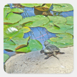 Common Snapping Turtle - Chelydra serpentina Vierkante Sticker