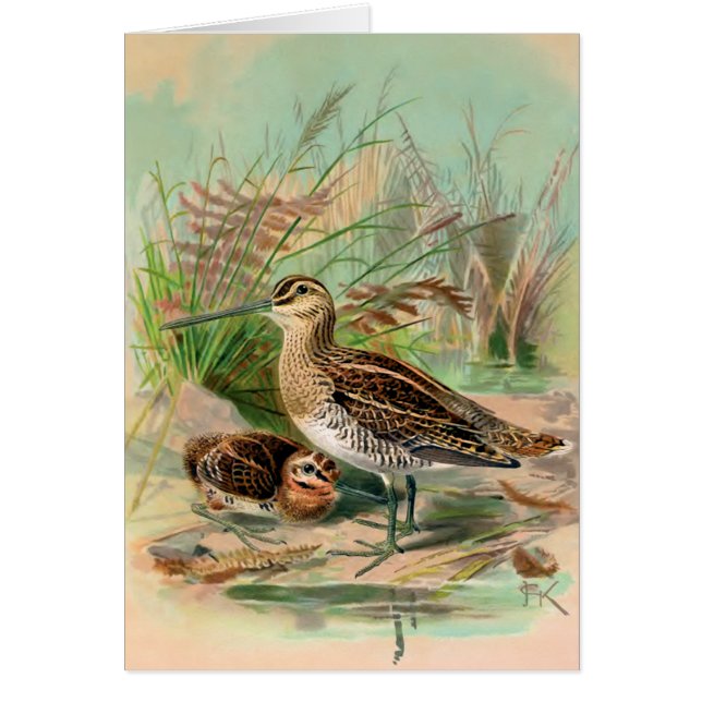 Common Snipe  Bird Illustration (Voorkant)