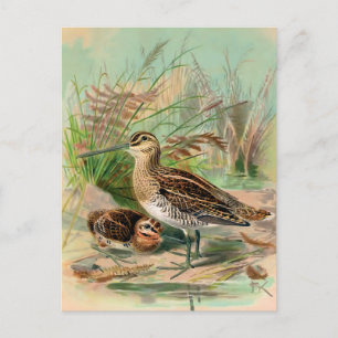 Common Snipe Bird Illustration Briefkaart