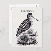"Common Snipe"  illustratie Briefkaart (Voorkant / Achterkant)