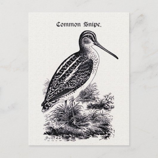 "Common Snipe"  illustratie Briefkaart (Voorkant)