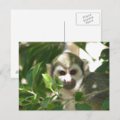 Common Squirrel Monkey Briefkaart (Voorkant / Achterkant)