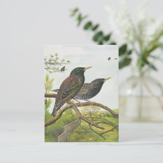 Common Starling Briefkaart (Staand voorkant)