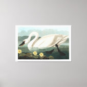 Common Swan Canvas Afdruk (Voorkant)