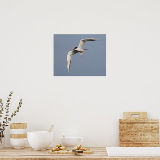 Common Tern Poster (Keuken)