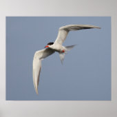 Common Tern Poster (Voorkant)