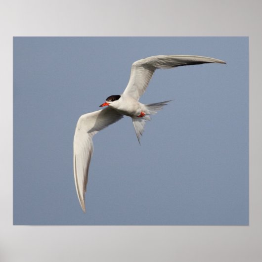 Common Tern Poster (Voorkant)